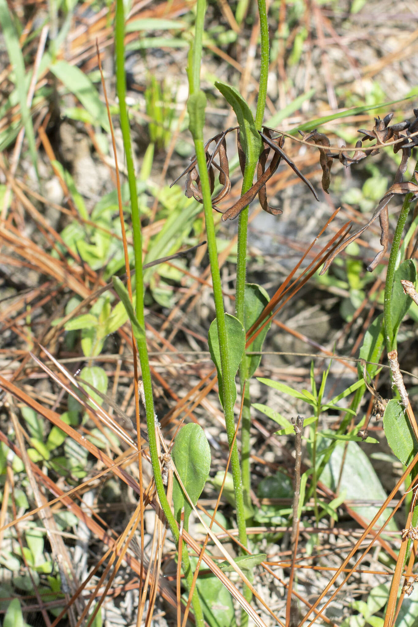 Image de Erigeron vernus (L.) Torr. & A. Gray