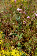 Image of Epilobium collinum C. C. Gmel.