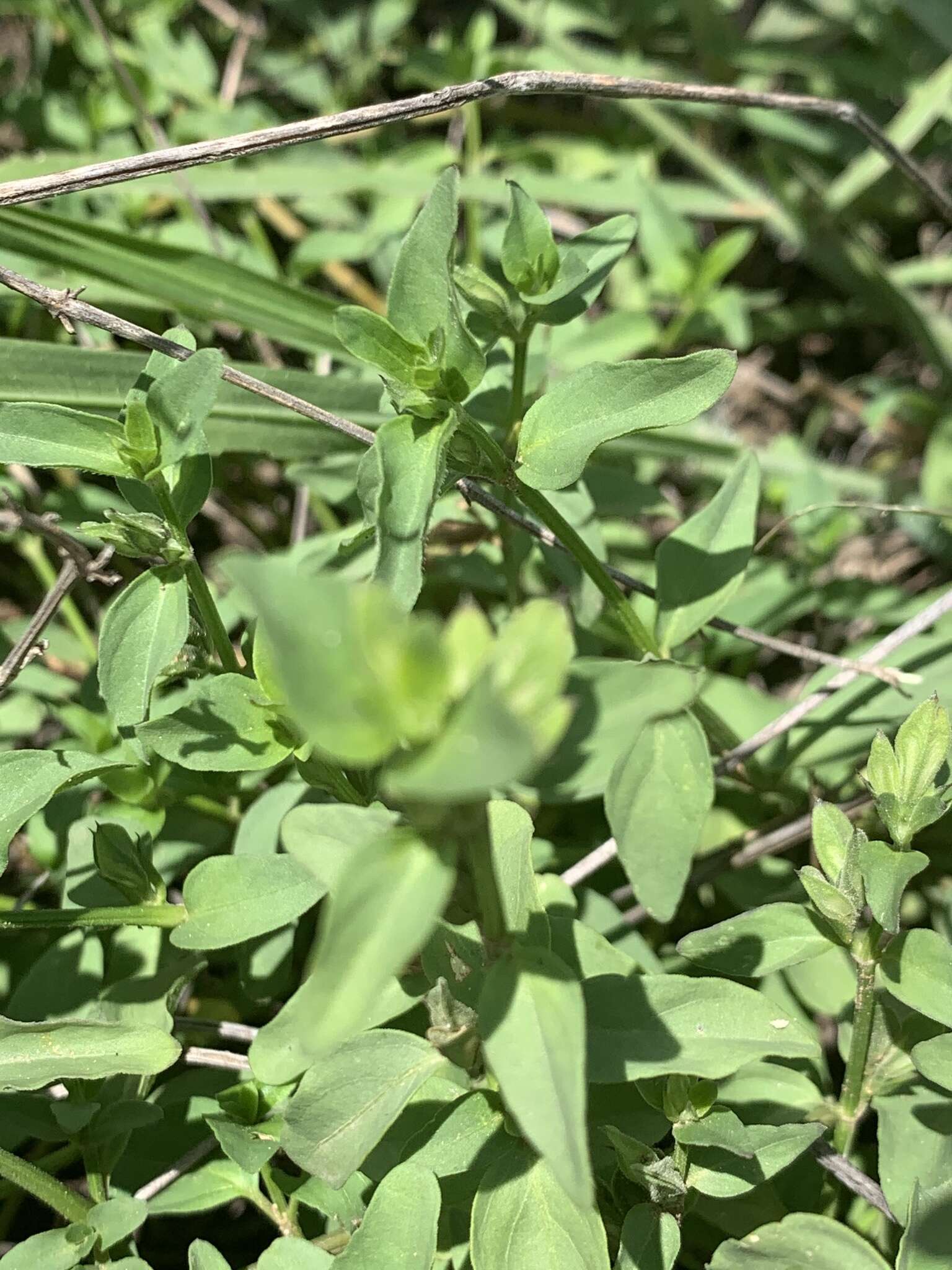 Image of Dicliptera minor subsp. pratis-manna K. Balkwill