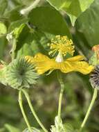 Sivun Abutilon mauritianum (Jacq.) Medic. kuva