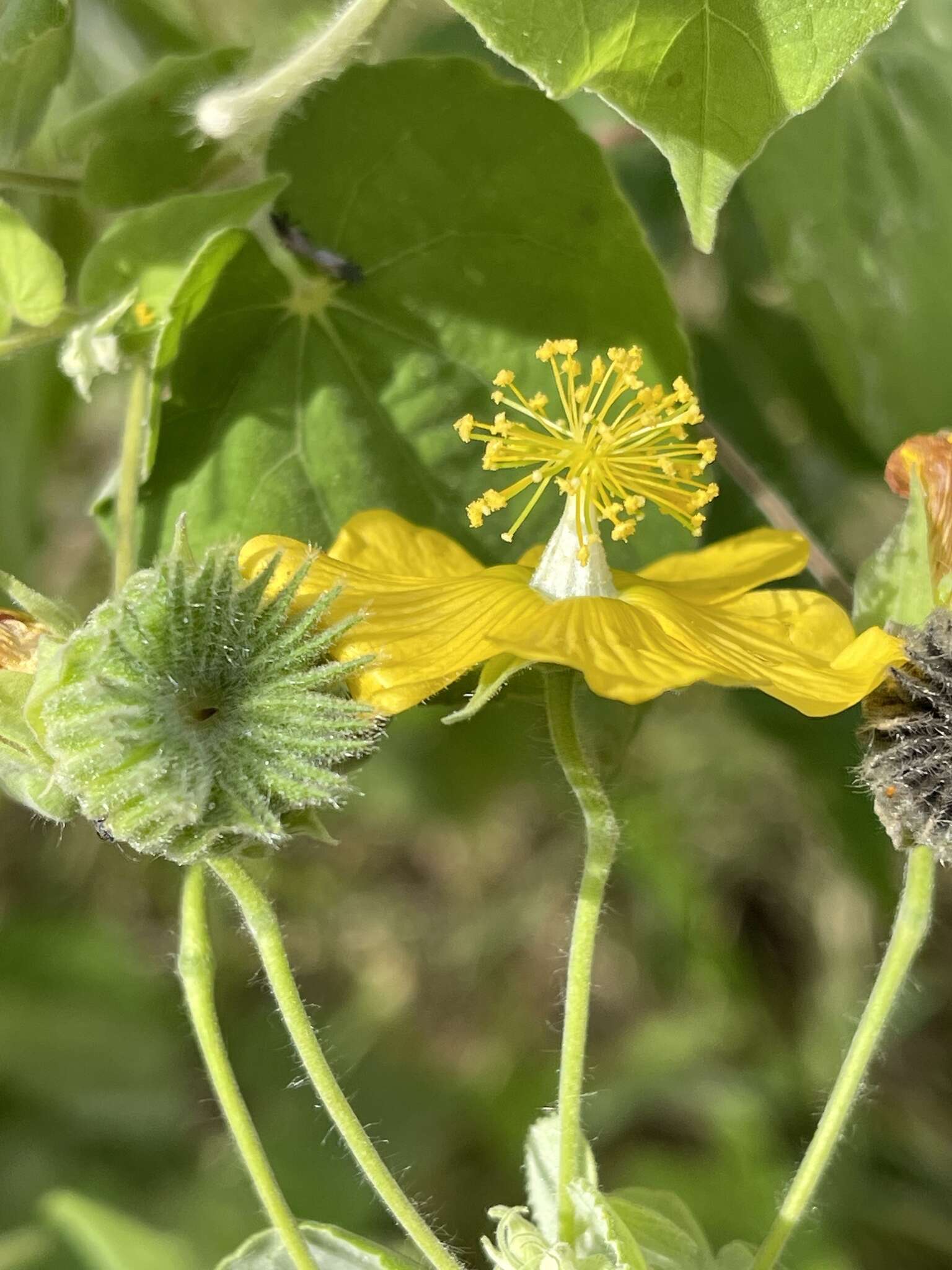 Image of Wild abutilon