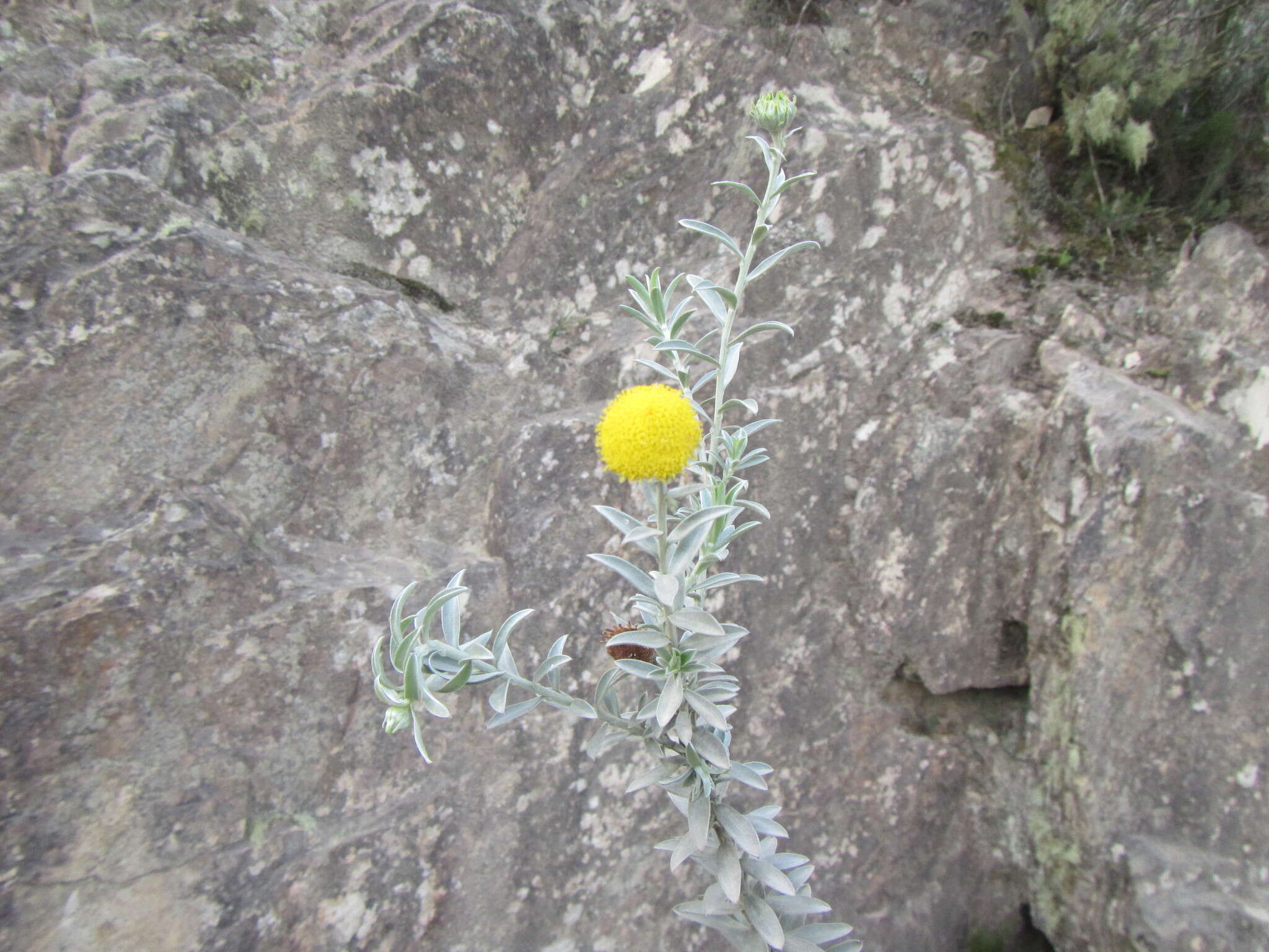 Слика од Schistostephium umbellatum (L. fil.) K. Bremer & C. J. Humphries