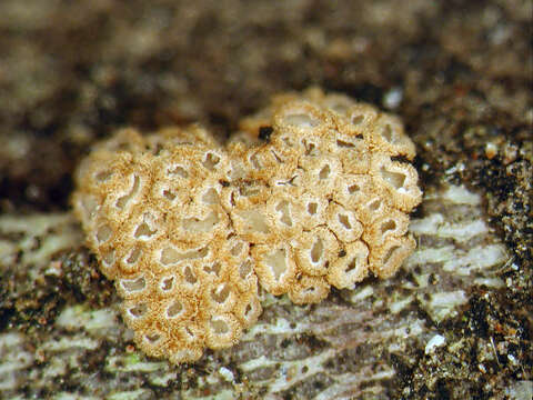 Image of Merismodes fasciculata (Schwein.) Donk 1951