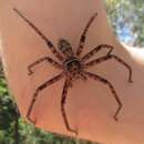 Слика од Heteropoda holoventris Davies 1994