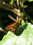 Image of Taractrocera ardonia Hewitson 1868