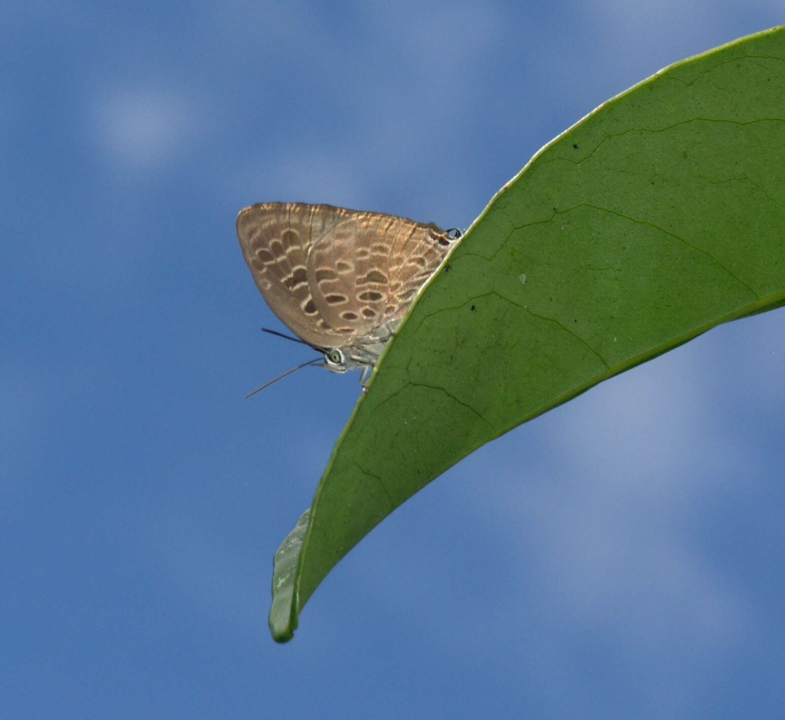 Image of Arhopala camdana Corbet 1941