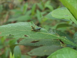 Galidacris variabilis Descamps & Amédégnato 1972的圖片