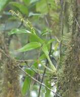 Brassia euodes Rchb. fil. resmi