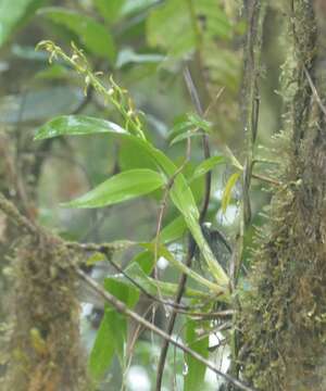 Brassia euodes Rchb. fil.的圖片