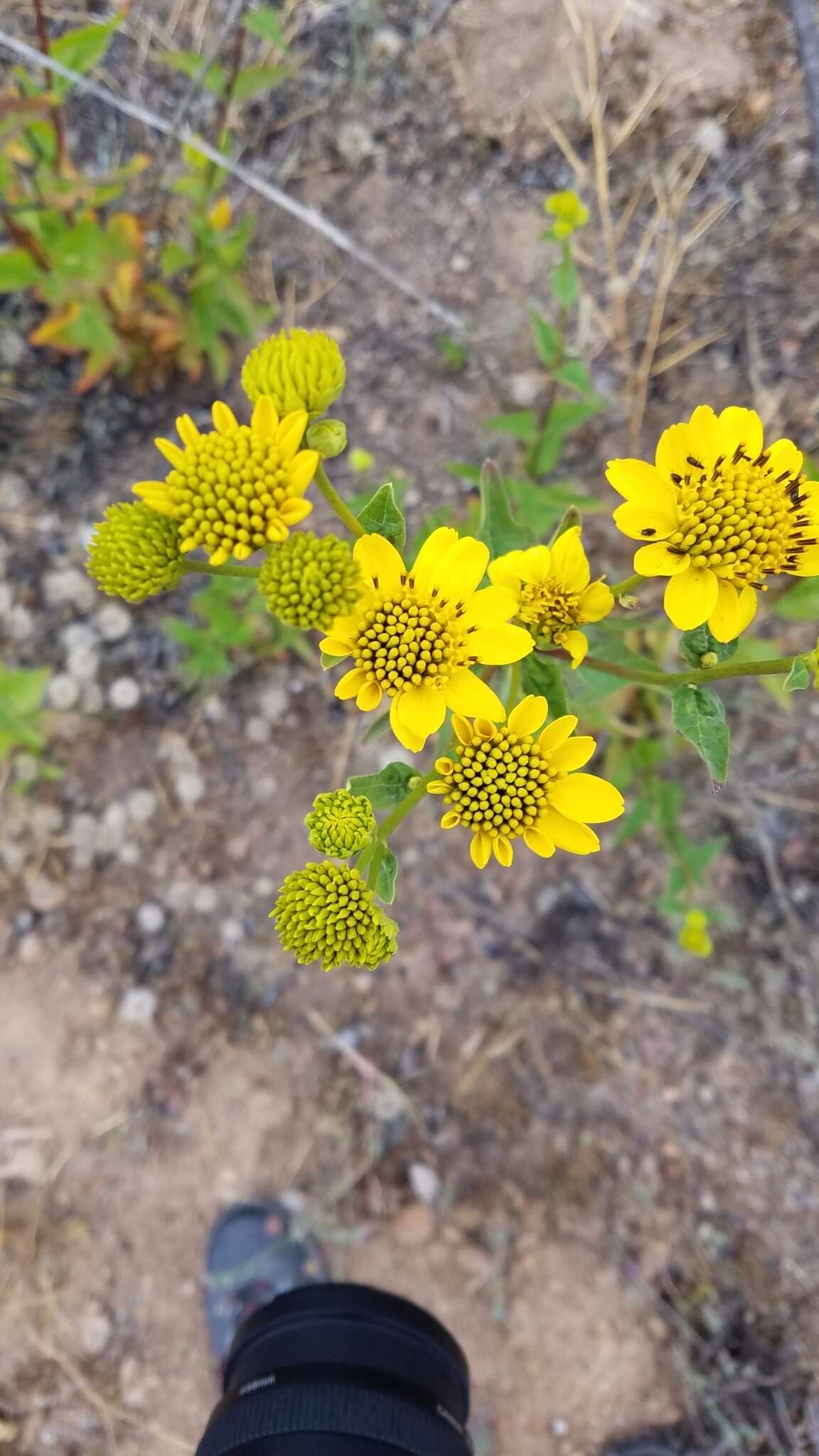 Image of bigleaf crownbeard