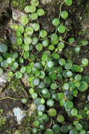 Image of Peperomia bangrooana C. DC.