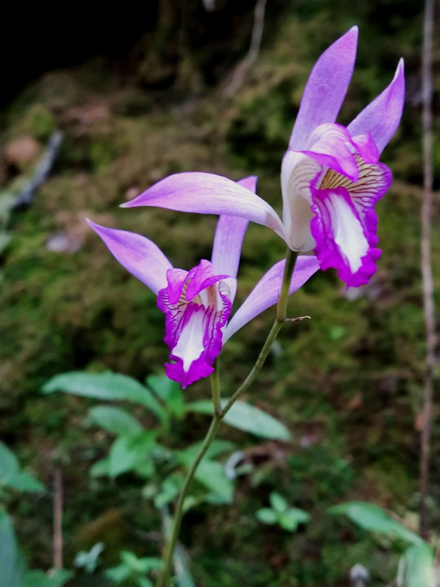 Image of Bletia warfordiana Sosa