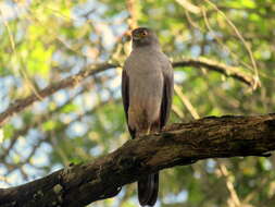 Image of Bicolored Hawk