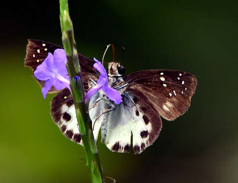 Imagem de Tagiades trebellius Hopffer 1874