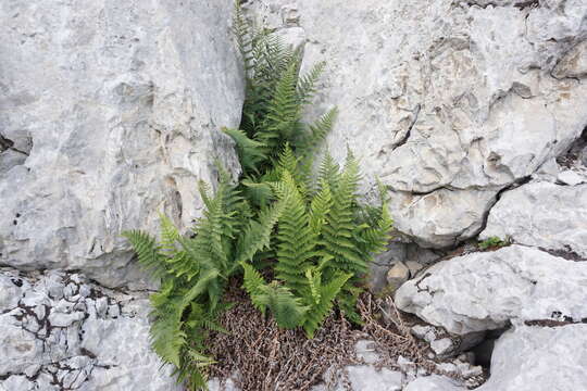 Image of Dryopteris villarii (Bell) Woynar ex Schinz & Thell.