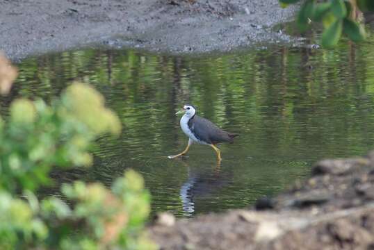 Image of White-breasted Waterhen