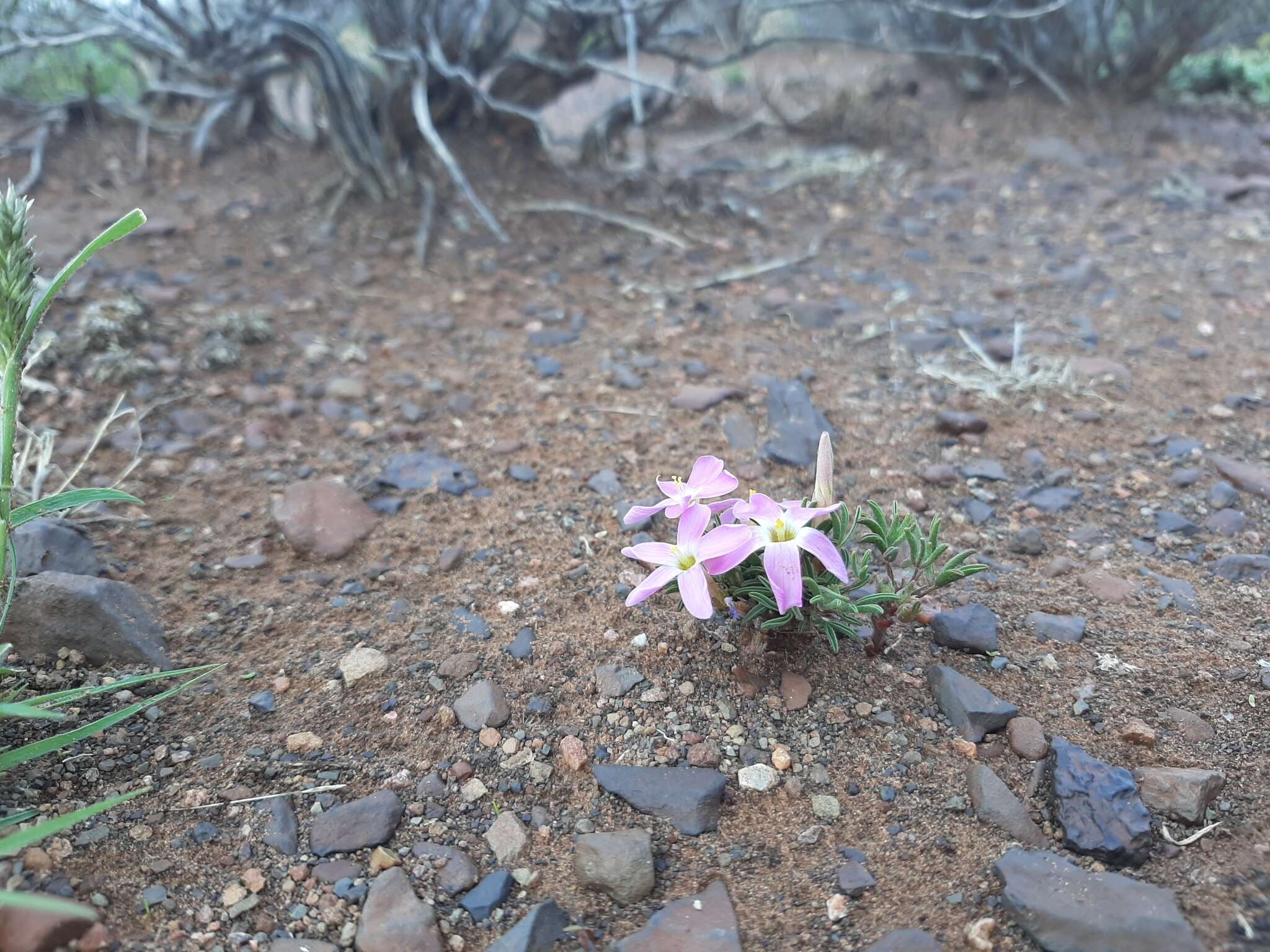 Sivun Oxalis primuloides Knuth kuva