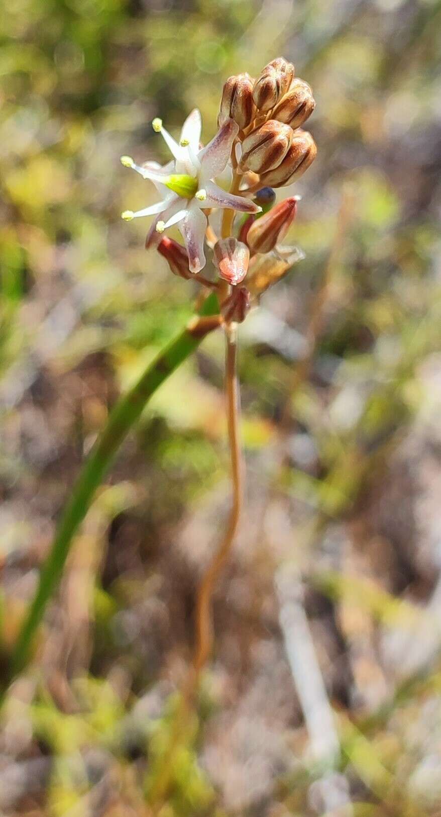 Image of Drimia salteri (Compton) J. C. Manning & Goldblatt