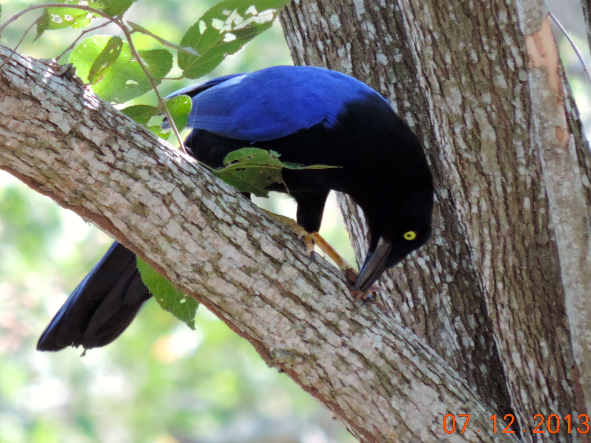 Image of Purplish-backed Jay