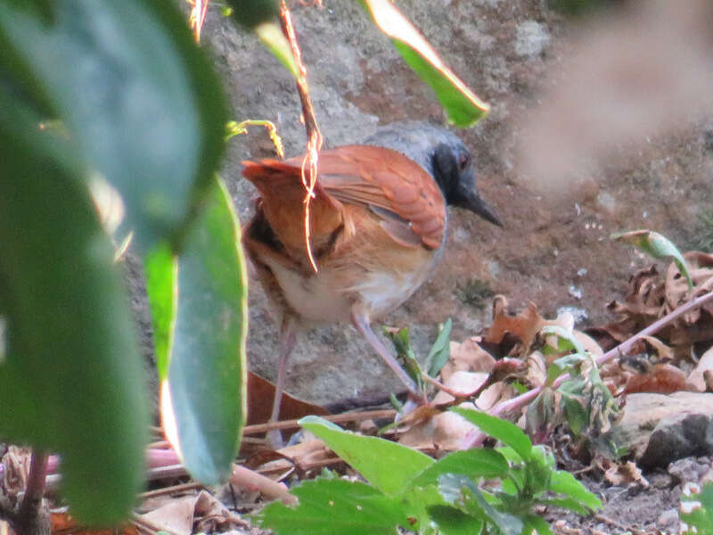 Image of White-bellied Antbird