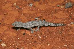 Image of Eastern Spiny-tailed Gecko