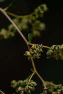 Image of Tetracera potatoria Afzel. ex G. Don