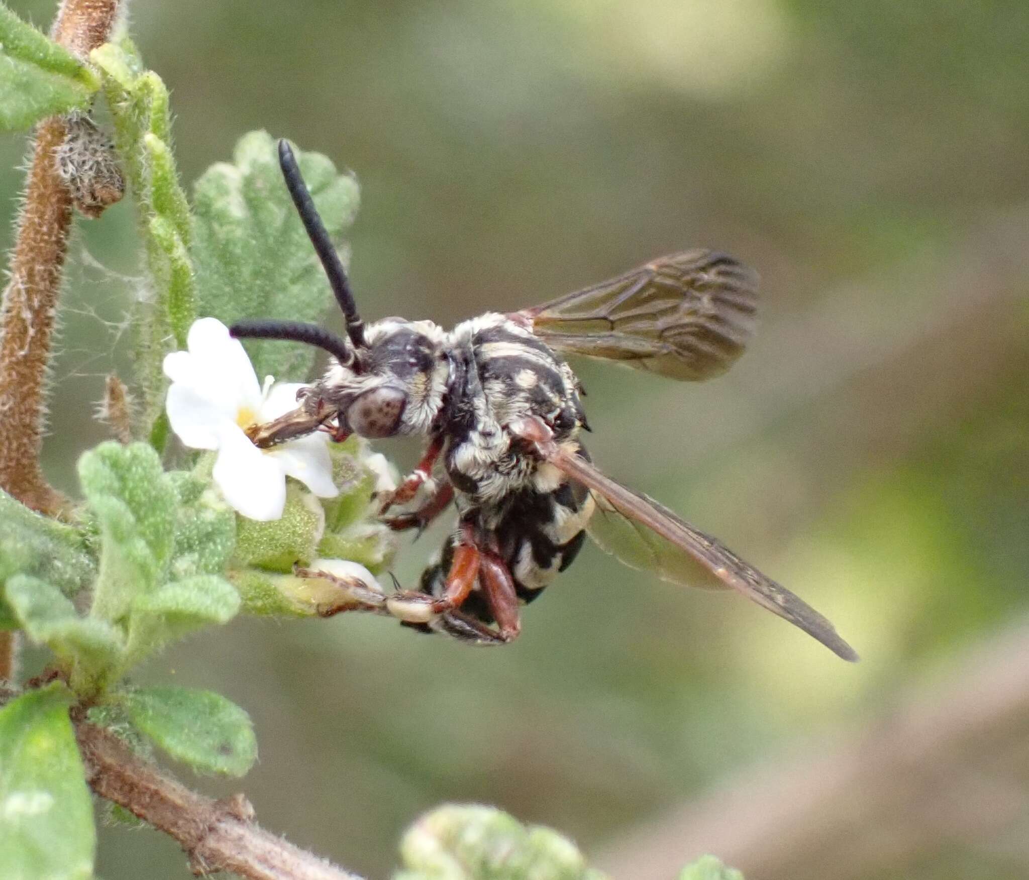 Image of Brachymelecta haitensis (Michener 1948) Jag