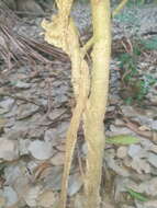 صورة Aristolochia praevenosa F. Müll.