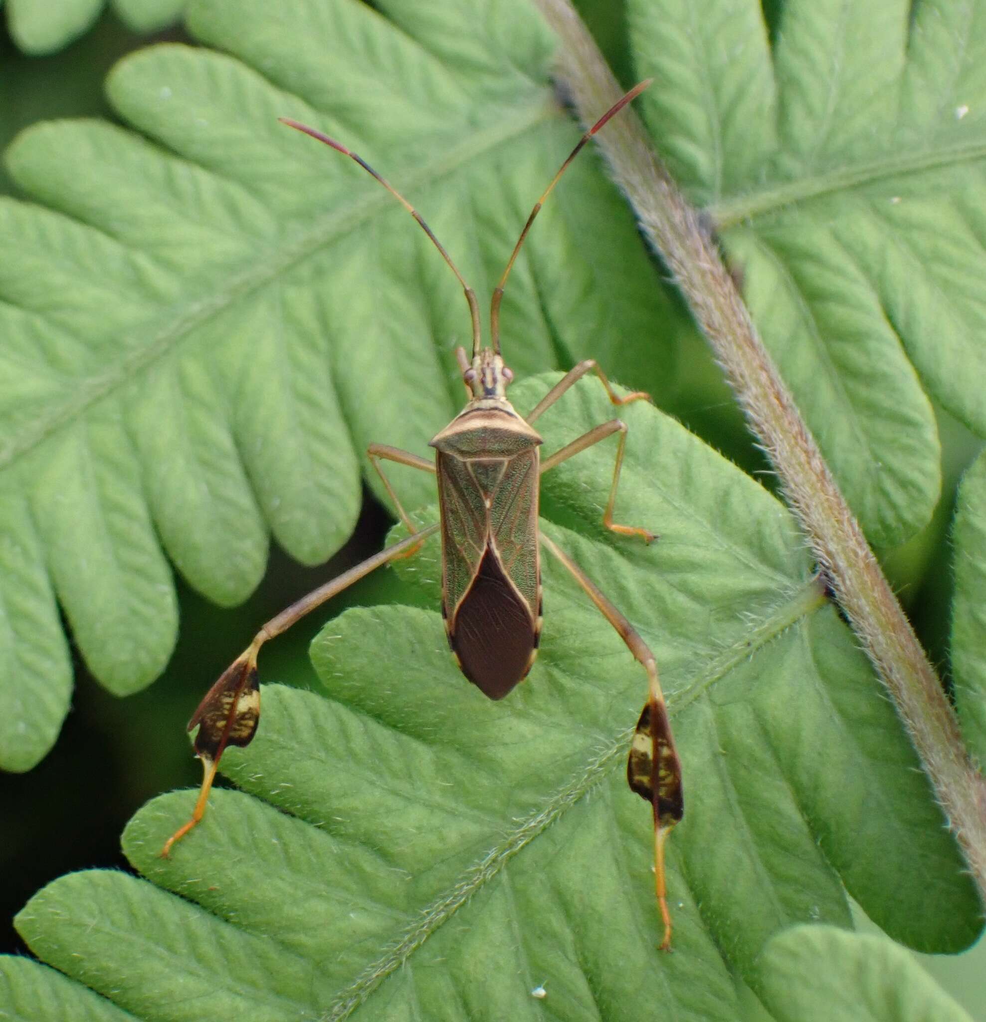 Image of Chondrocera mirabilis Brailovsky & Barrera 1994