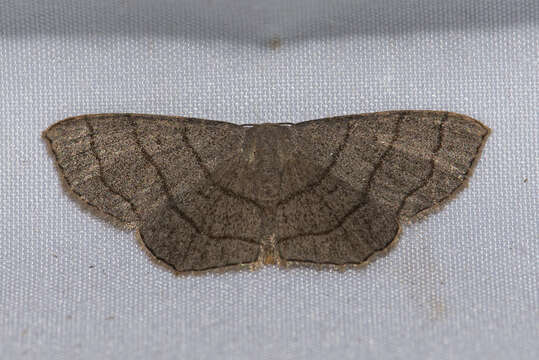 Image of Scopula mecysma Swinhoe 1894