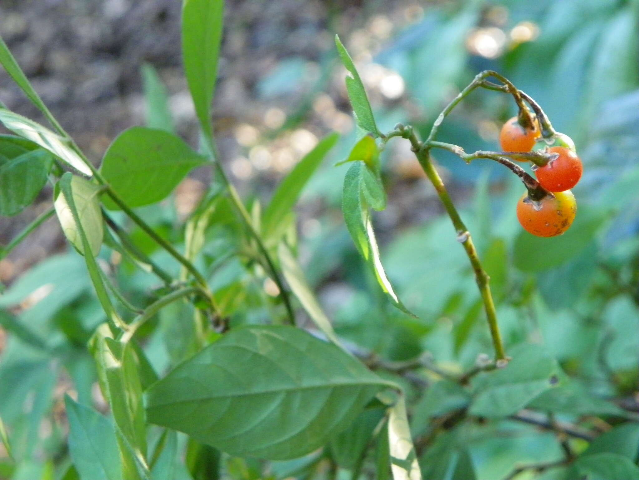 Image of Solanum appendiculatum Humb. & Bonpl. ex Dun.