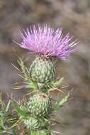 Image of Vasey's thistle