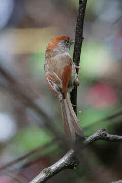 Image of Ashy-throated Parrotbill