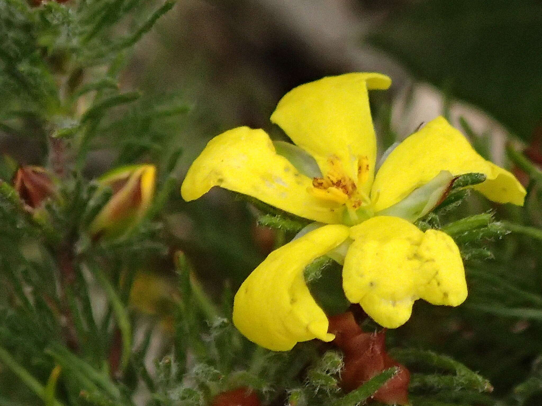 Hibbertia prostrata Hook. resmi