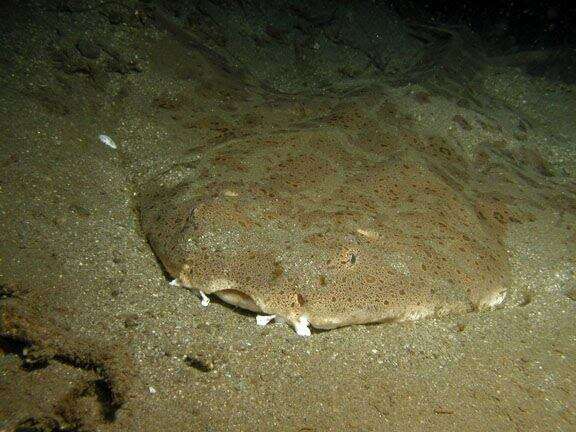 Image of Chilean Angel Shark