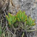 Sedum corynephyllum Fröderstr. resmi