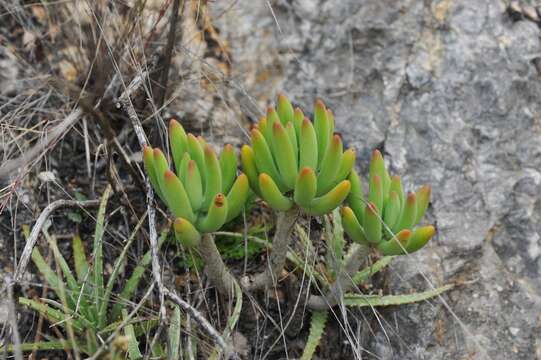 Imagem de Sedum corynephyllum Fröderstr.