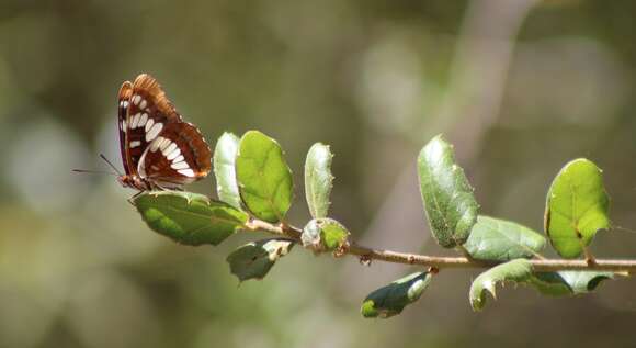 Image of Limenitis lorquini powelli Field 1936