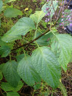 Image of Plectranthus ecklonii Benth.
