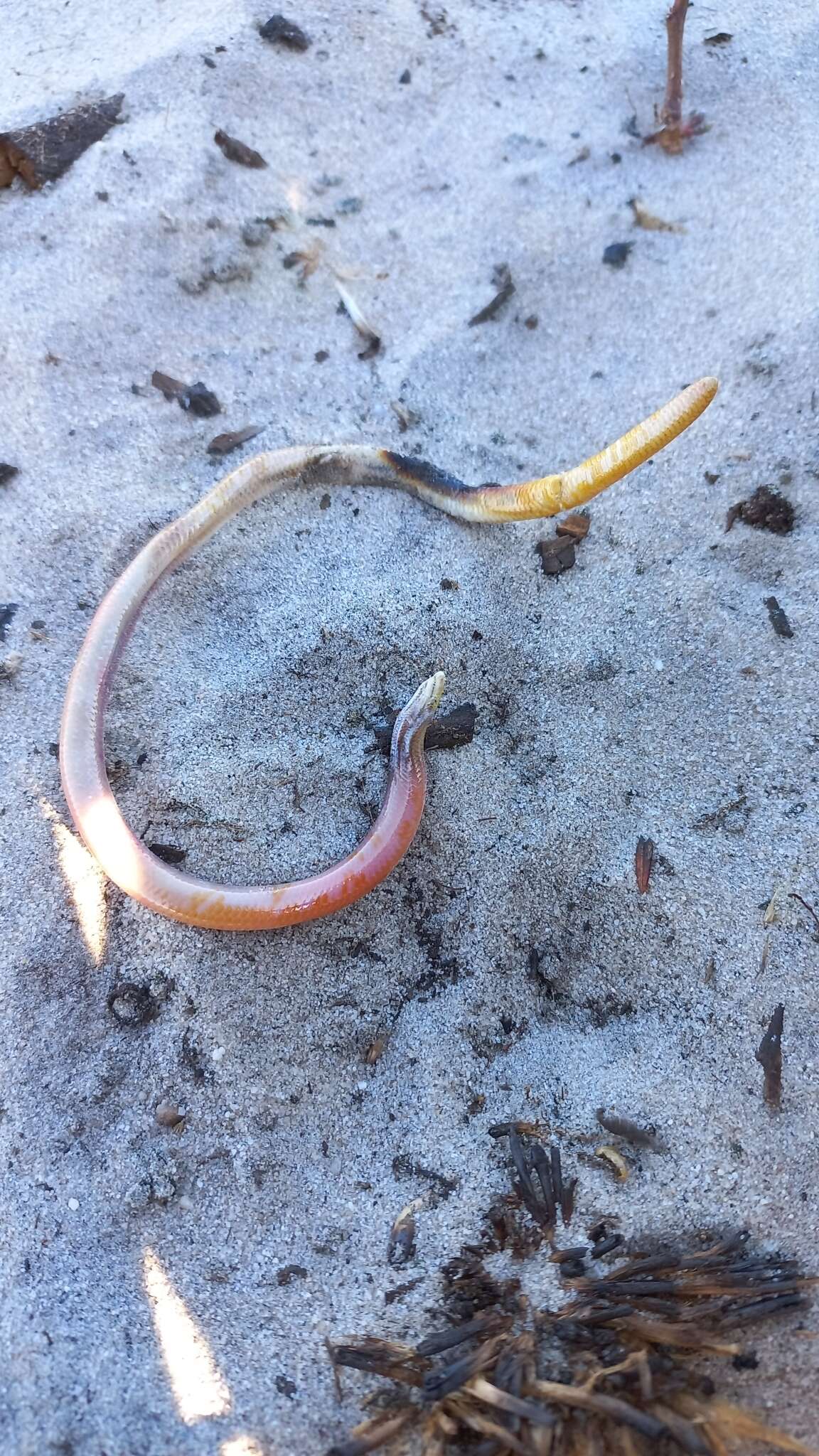 Image of Cuvier's Legless Skink
