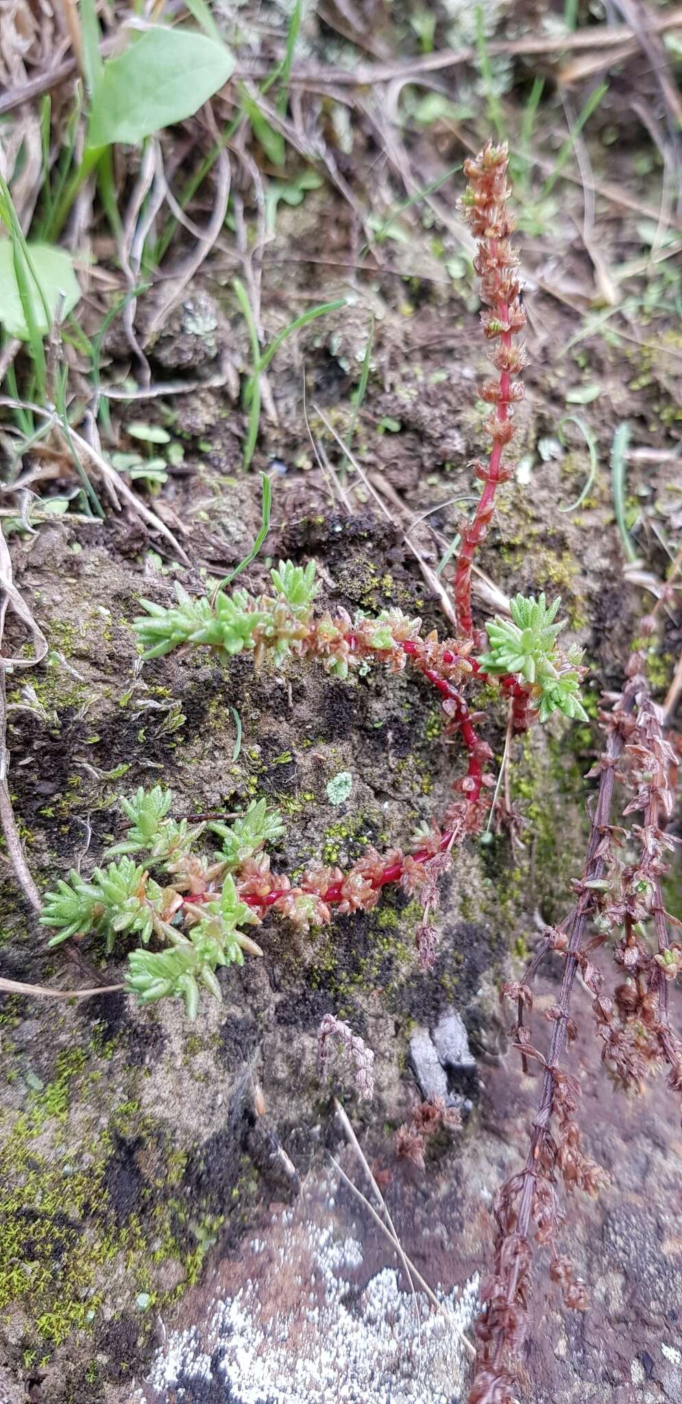 Image of Pygmyweed