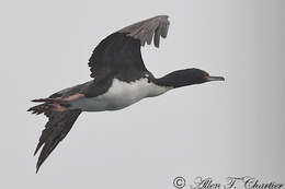 Image of Guanay Cormorant