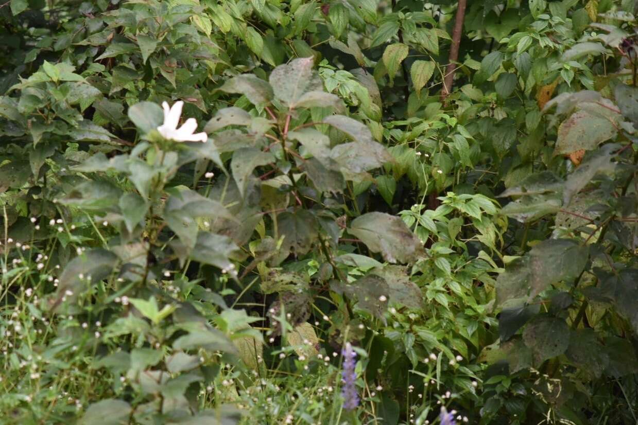 Sivun Hibiscus moscheutos subsp. moscheutos kuva