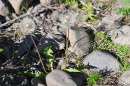 Image of Taraxacum acricorne Dahlst.