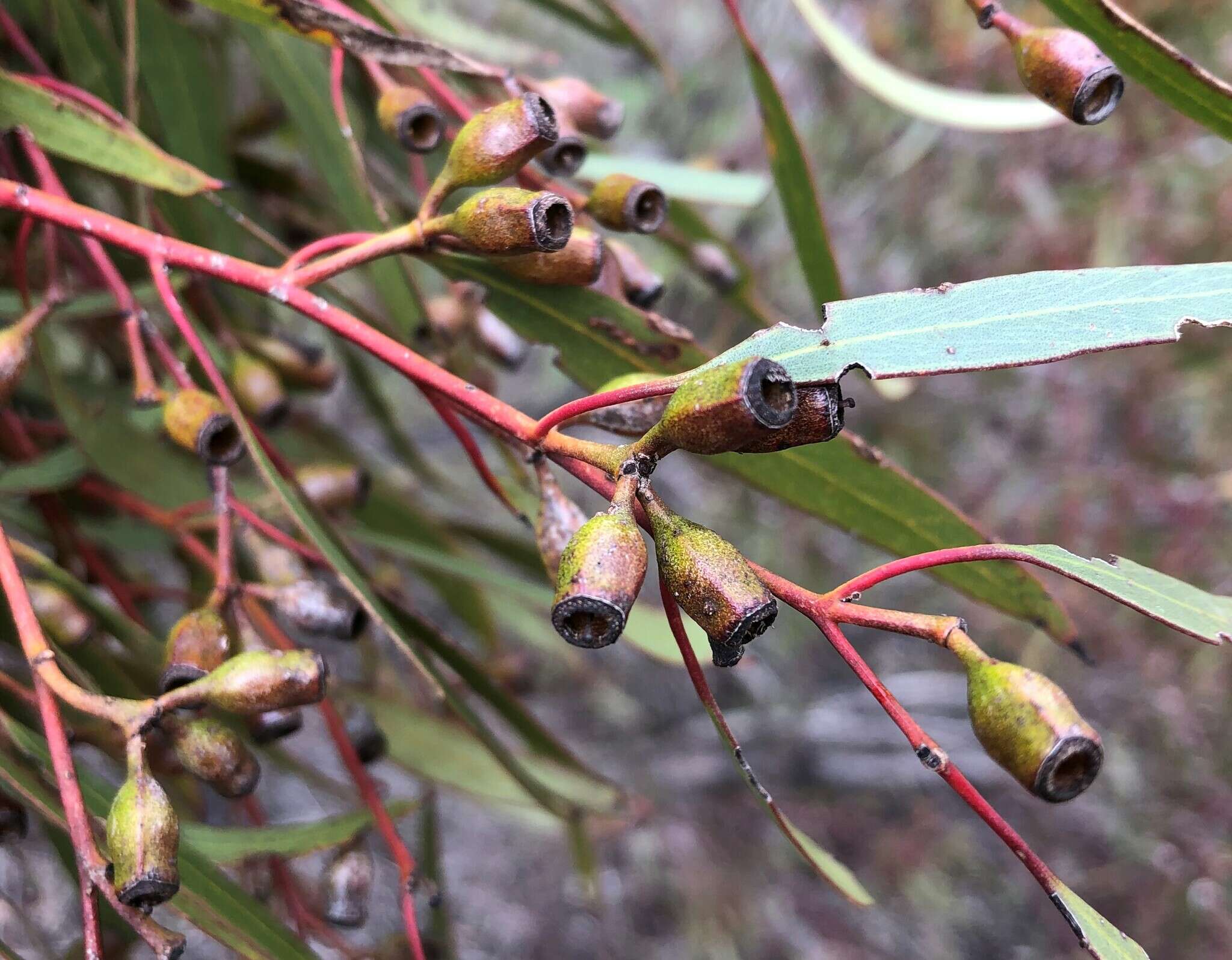 Image of Gooseberry Mallee