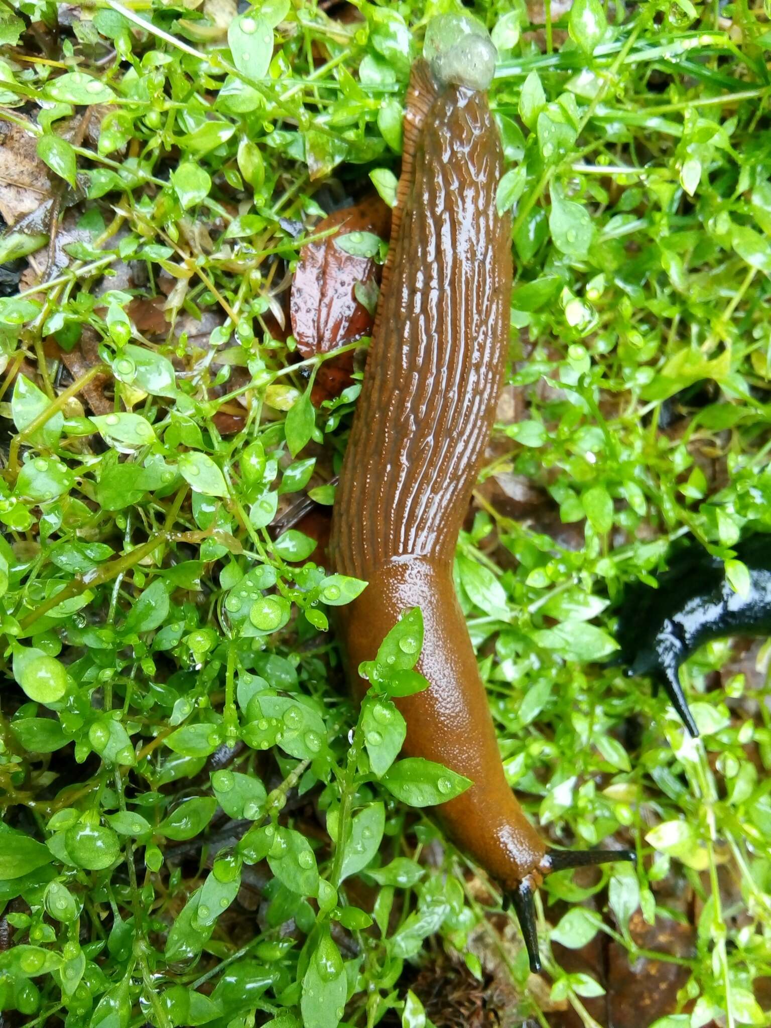 Image of Spanish slug