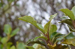 Imagem de Olearia macrodonta Baker