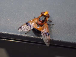 Image of Volucella inflata (Fabricius 1794)