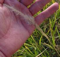 Imagem de Imperata brevifolia Vasey