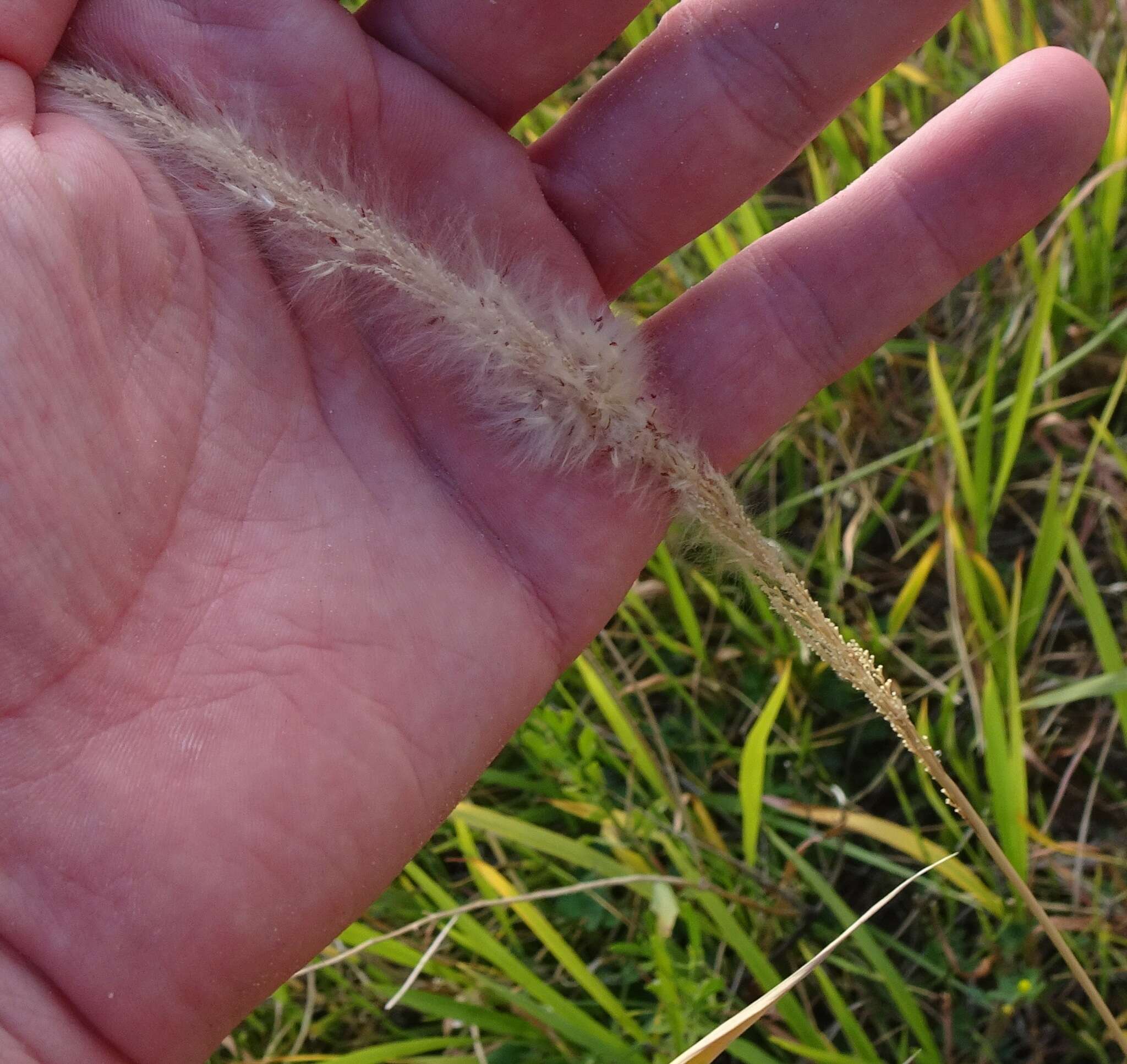 Image of California satintail